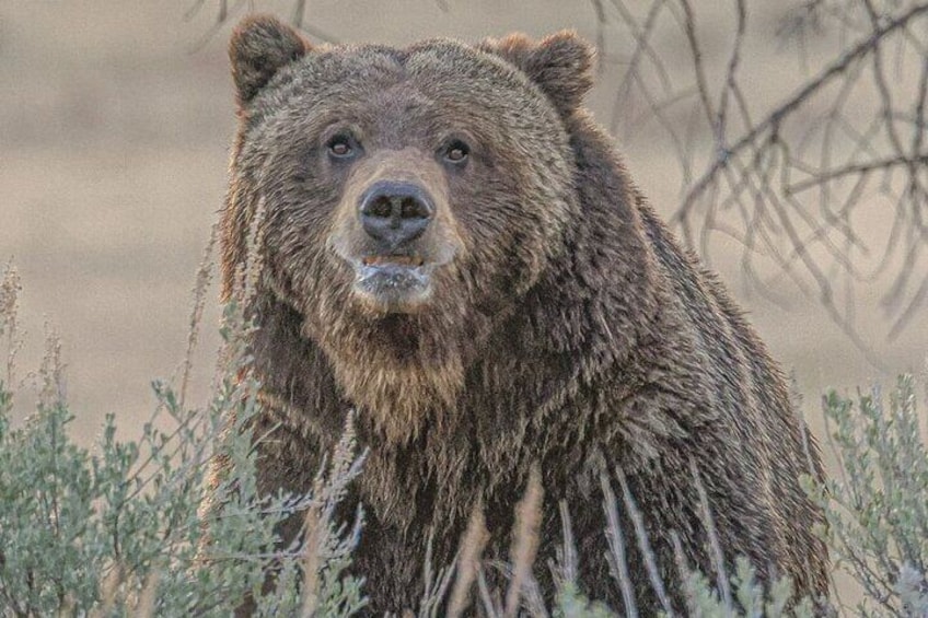 Wildlife Hiking Adventure in Yellowstone with Lunch