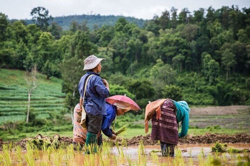 One Day Trekking & Bamboo rafting at Mae wang 