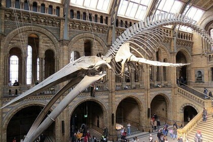 London Natural History Museum Dinosaurs to Gemstones