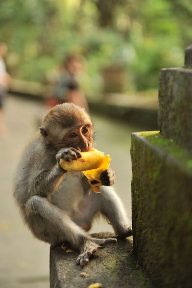 Ubud Tour with Monkey Forest & Balinese Healing