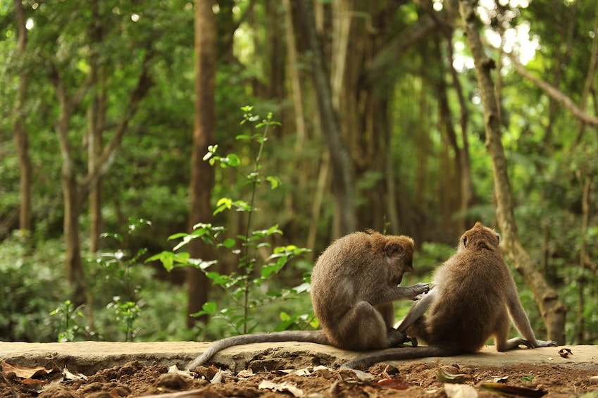 Ubud Tour with Monkey Forest & Balinese Healing