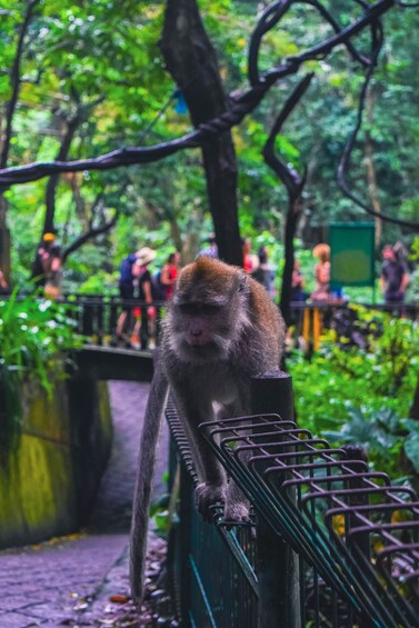 Ubud Tour with Monkey Forest & Balinese Healing