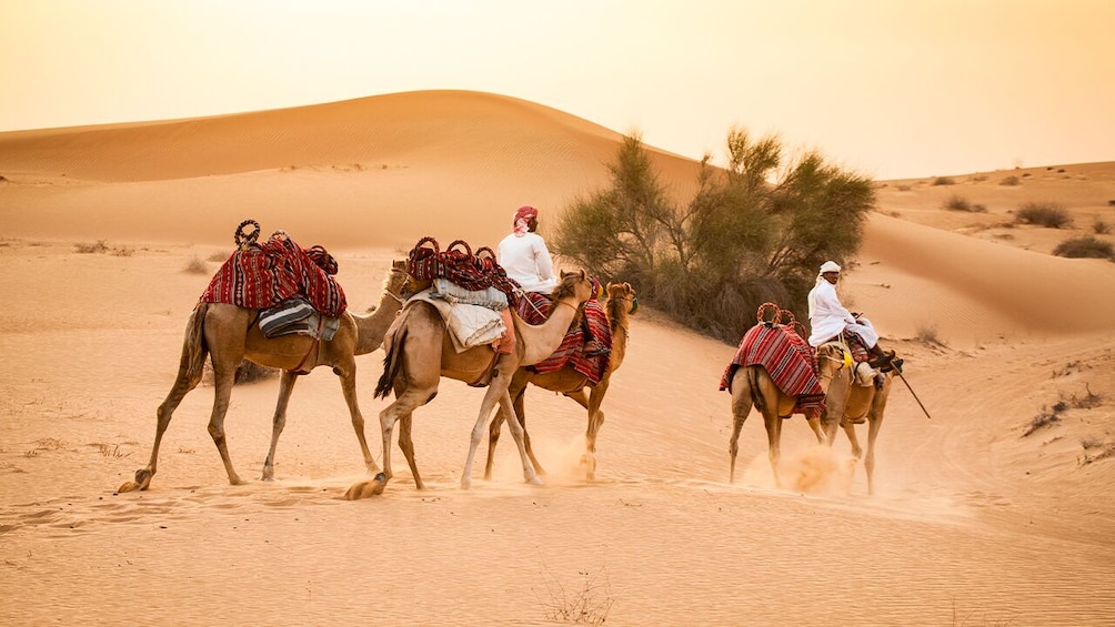Dubai Morning Quad Bike Tour with Sandboarding & Camel Ride
