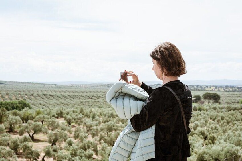 Capturing the landscape of the olive grove