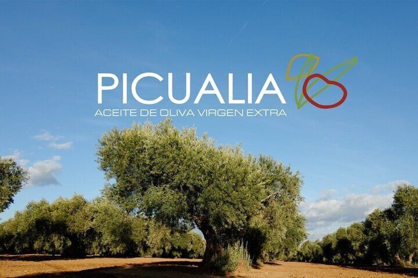PICUALIA, in the heart
 of the olive grove of the world