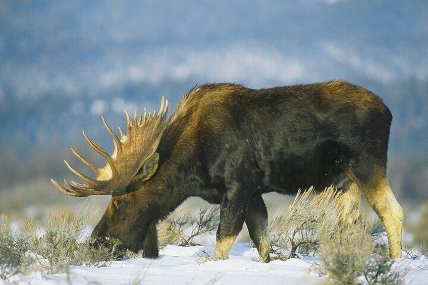 You may also encounter other wildlife such as moose, 
eagles, coyotes, foxes, bison, deer, and wolves.
