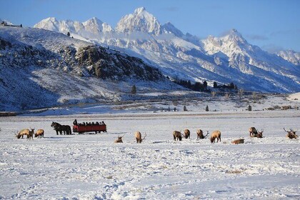 PRIVATE Grand Teton Wildlife Safari, Elk Refuge Sleigh Ride & Lunch