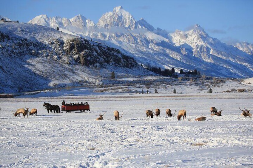 Full-Day Private Wildlife Safari and Elk Refuge Tour in Jackson