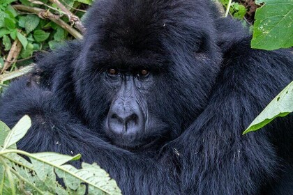 3 Day Rwanda Gorilla Trekking Chimpanzee