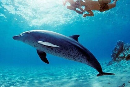 VIP Snorkelling Dolphins House Tour Swim Close to Wilde Dolphins