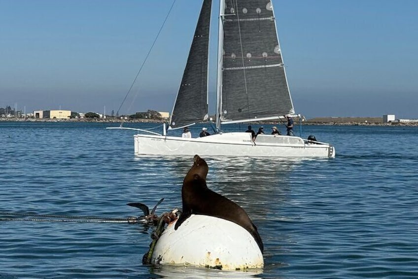 Wildlife viewing on San Diego Bay 