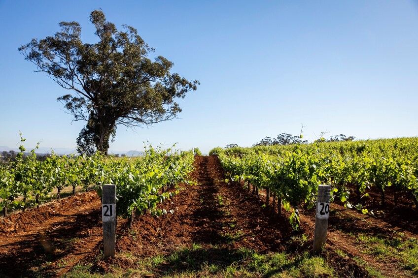 Hunter Valley Wine Cheese Tour in Small-Groups from Sydney