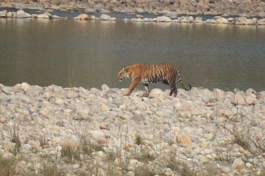 Tiger crossing River 