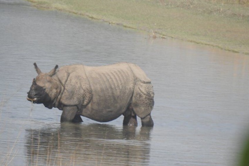 rhino tracking at bardia national park 