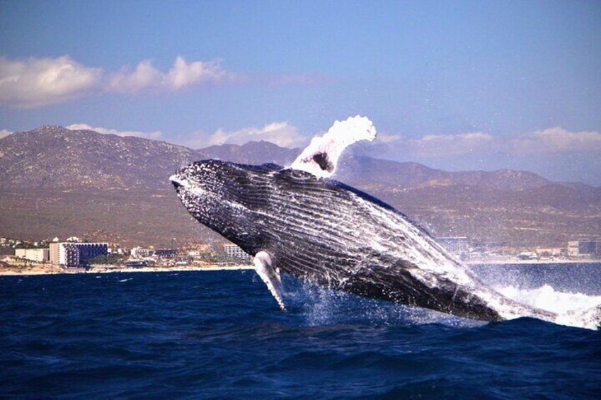 Whale Watching Experience in Cabo San Lucas