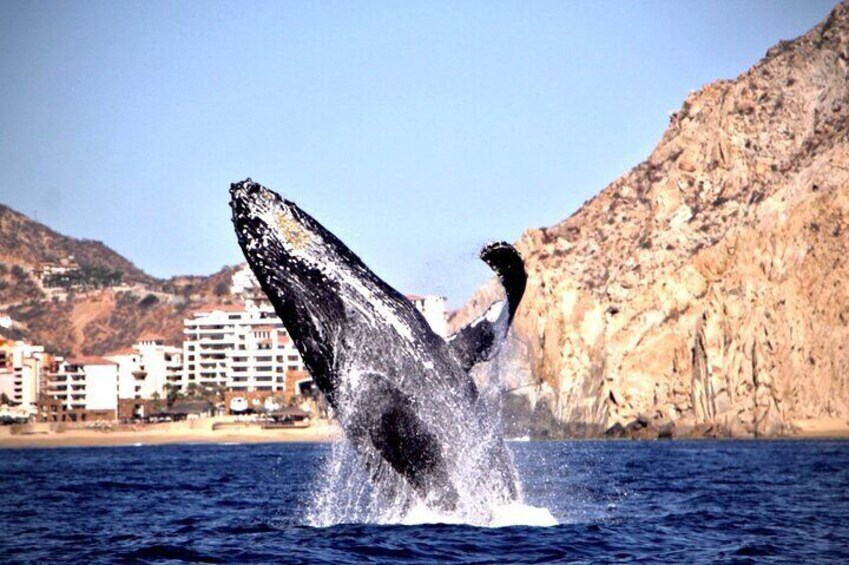 Whale Watching Experience in Cabo San Lucas