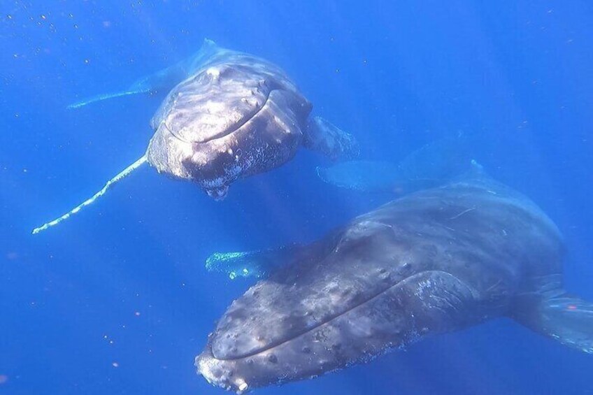 Whale Watching Experience in Cabo San Lucas