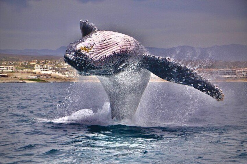 Whale Watching Experience in Cabo San Lucas