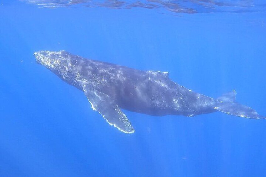 Whale Watching Experience in Cabo San Lucas