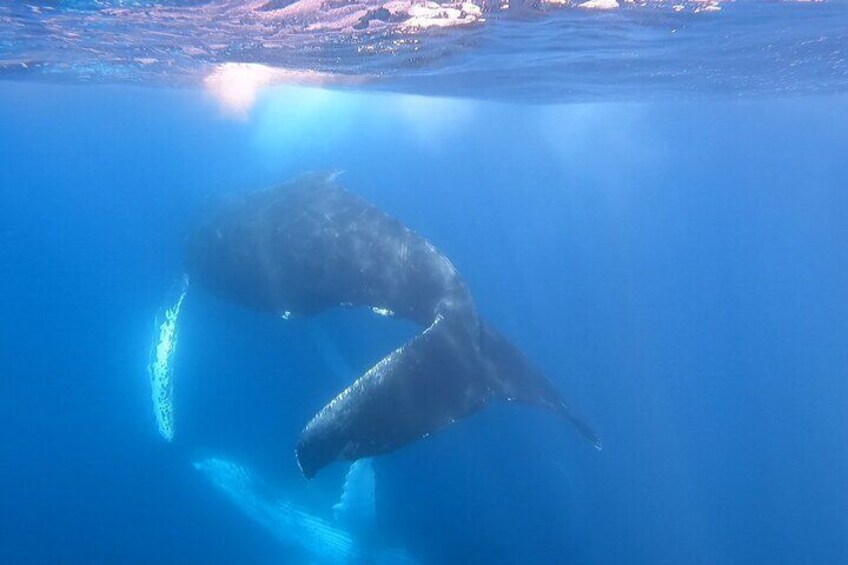 Whale Watching Experience in Cabo San Lucas