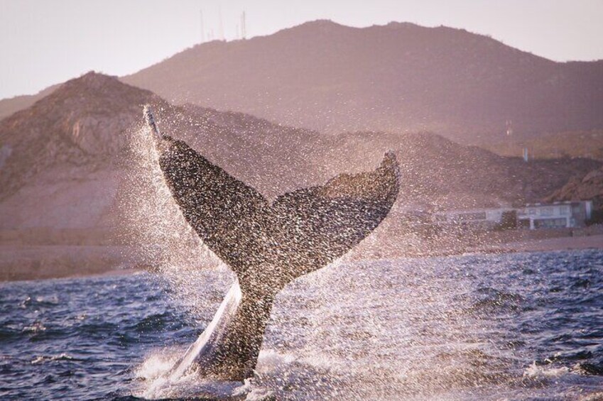 Whale Watching Experience in Cabo San Lucas