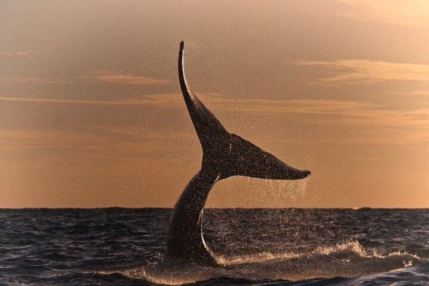 Whale Watching Experience in Cabo San Lucas