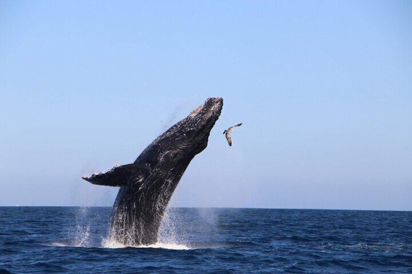 Whale Watching Experience in Cabo San Lucas