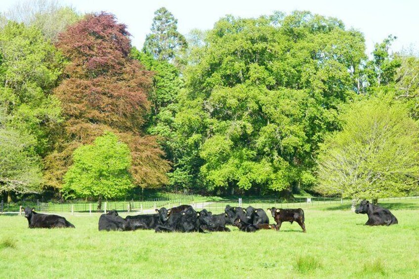 Killarney National Park