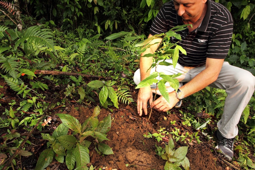 Man planting a sapling in Costa Rica
