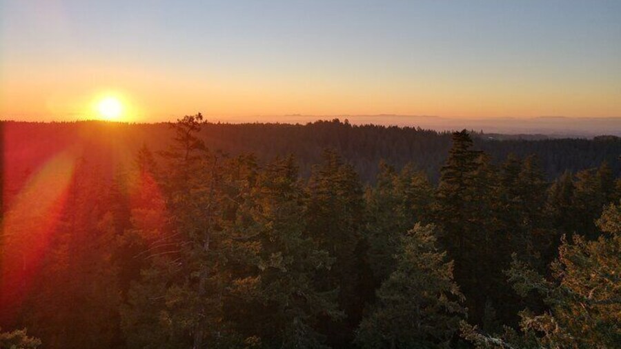 Sunset Tree Climb at Silver Falls State Park