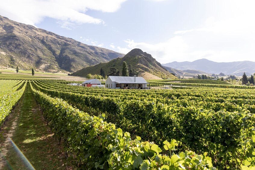 Queenstown Wine Sampler Tour