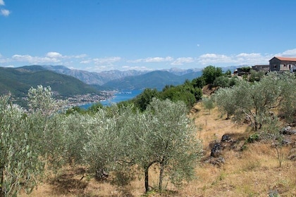 Olive oil farm to fork experience & short walking tour of Kotor