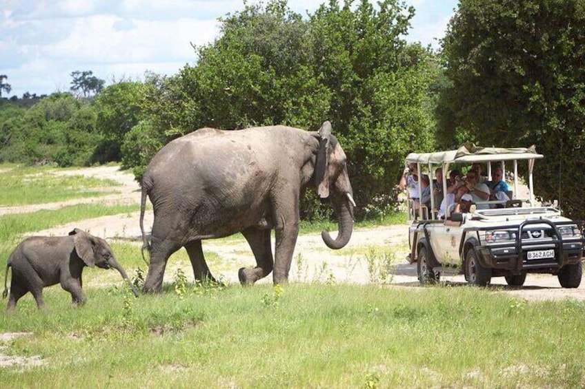 Chobe Boat Cruise & Game Drive Day Trip