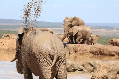 Private Full-Day Addo Elephant National Park Safari