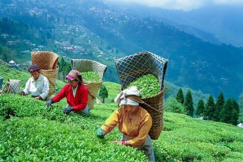 Tea Garden , Darjeeling.