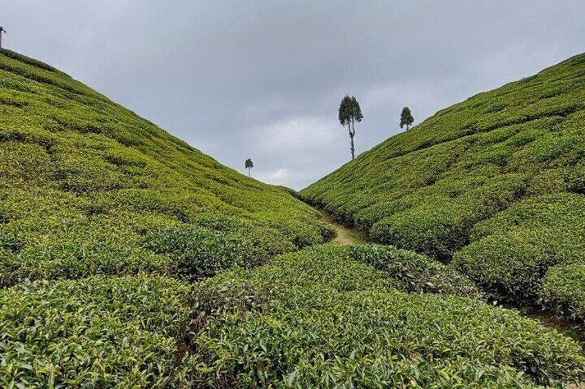 Tea Garden , Darjeeling