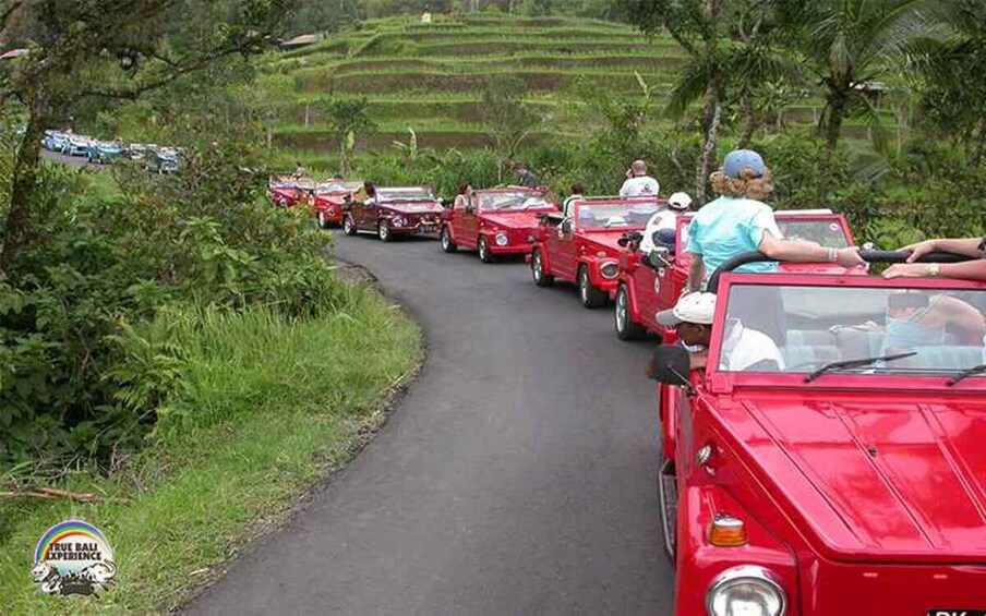 Half Day VW Safari