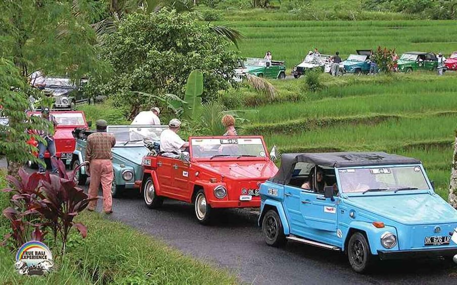 Half Day VW Safari