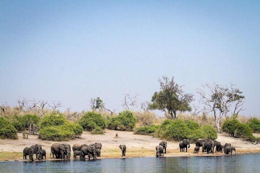 Chobe National Park Boat Cruise And Game Drive Trip