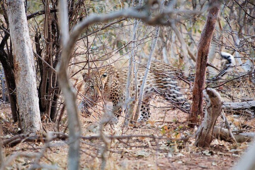 2 Night Chobe Safari Package