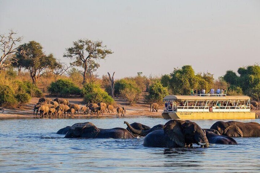 Boat Cruise And Game Drive in Chobe National Park 