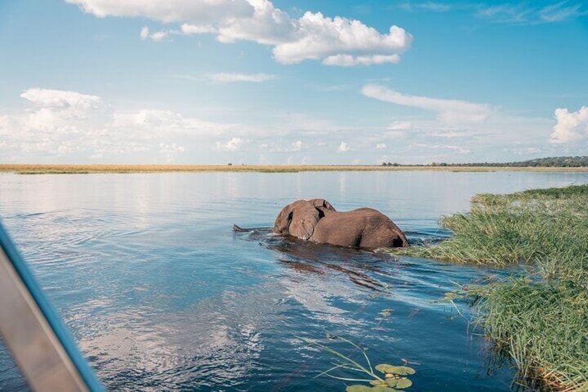 Boat Cruise And Game Drive in Chobe National Park 