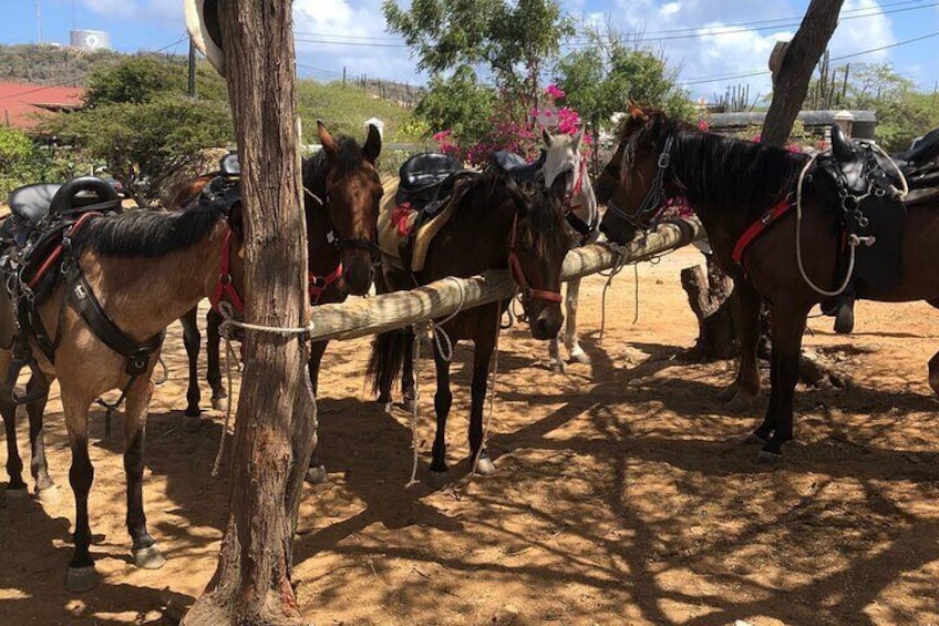 2-Hour Horseback Riding Tour to Little Natural Bridge in Aruba