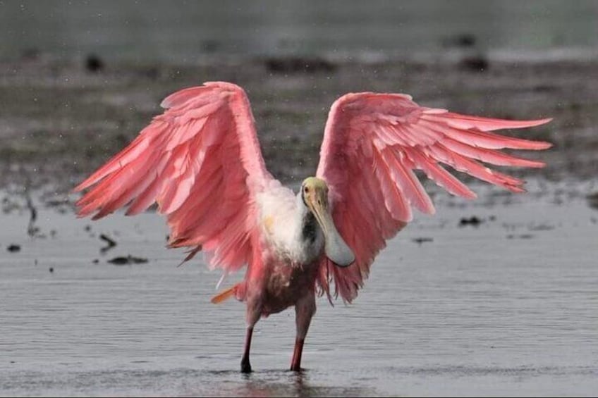 Roseate Spoonbill