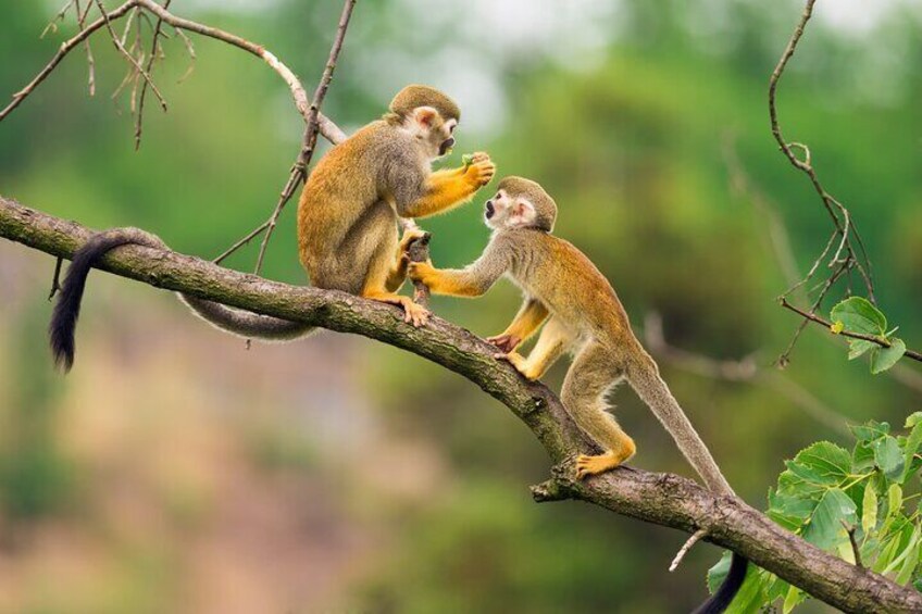 2 Days Amazon Jungle Overnight at Tarapoto Lake