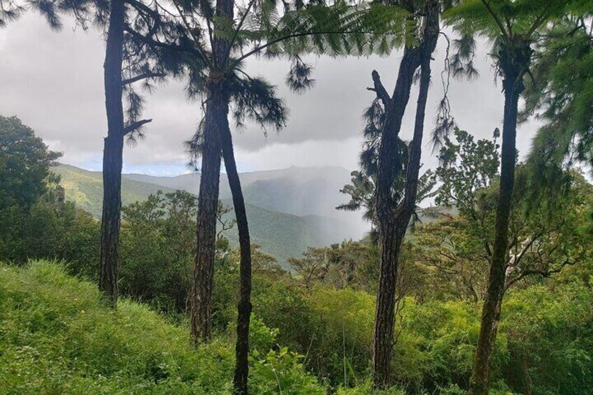 Private Hiking Experience in Black River Gorges National Park