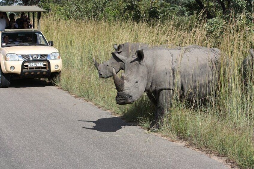 Rhinos Waiting To Cross