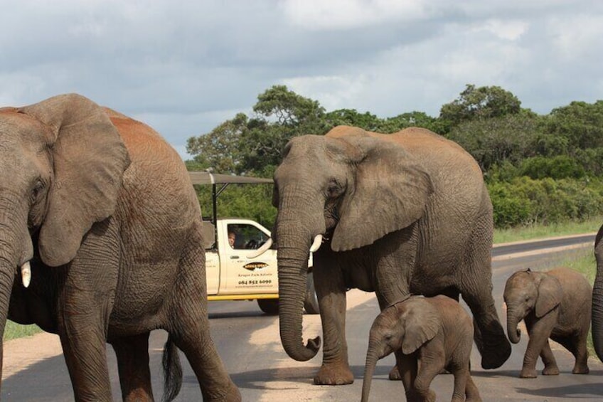 Elephant Moms & Babies