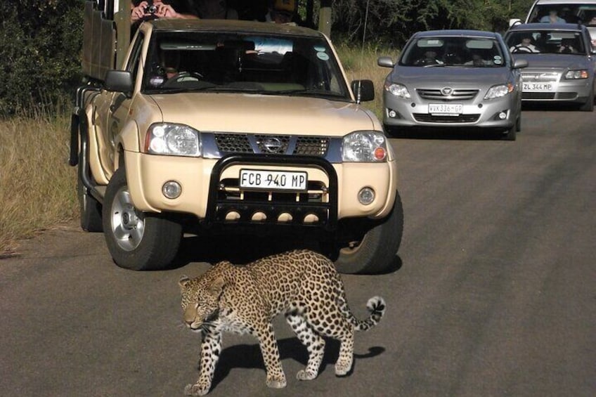 Leopard Showing The Way