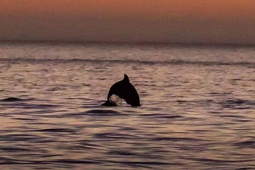 Dolphin Watching Nature Cruise and Eco Tour in Hubbard's Marina